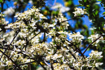 Clematis Montana flowering shrubs near Tengboche Monastery in Nepal