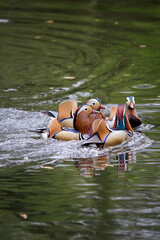 Flock of mandarin ducks bathing in a pond in Richmond park, London, U.K.