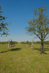 Vertical view of apple orchard trees in Ohio countryside for agriculture.