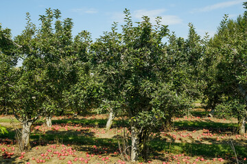 Ohio apple orchard during autumn season, fruit in Midwest agriculture concept. - 751763460