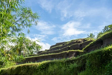 Poster Picturesque view of the rice terraces © MariaEugenia