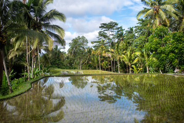 Green palms growing near water