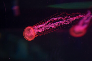 A glowing orange jellyfish suspended in the dark water of an aquarium with a mystical ambiance. Illuminated Jellyfish in Dark Aquarium.
