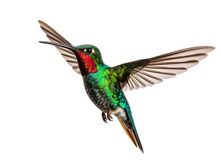Obraz premium Realistic image of a hummingbird flying on a transparent background PNG.