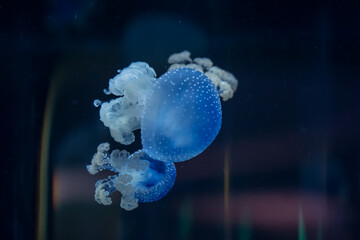 Translucent blue jellyfish with white spots delicately floating in the deep blue waters of the...