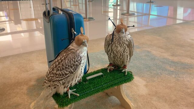 August 17, 2021 - Bahrain International Airport, Bahrain. Two falcons sit on their perch while waiting for their connecting flight.