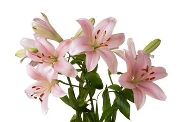 Bunch Pink Lilies on a White Background