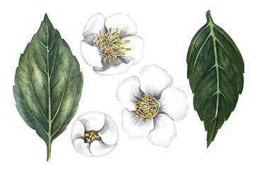 A set of jasmine flowers with leaves. Spring blooming perfume jasmine. Hand-drawn watercolor illustration. Highlight it. An element for the design of packaging, postcards and label. For banner, flyer.