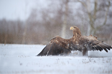 A white-tailed eagle landing with spread wings in clouds of snow