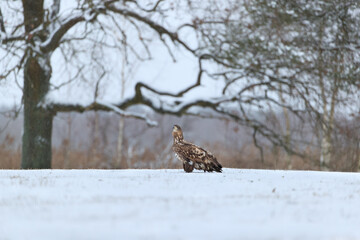 A white-tailed eagle standing in the snow under a beautiful old oak tree