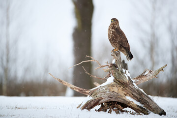 Common buzzard perched on a tree stump in a winter scenery