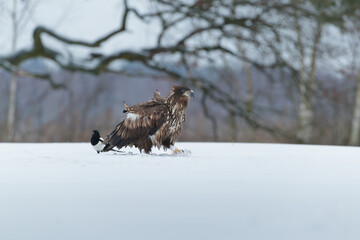 A white tailed eagle walking on the snow under the branch of an old oak tree