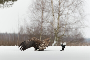 A white-tailed eagle with spread wings lurking for magpies