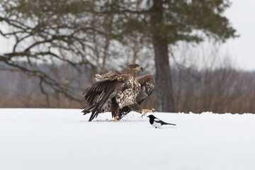 A white tailed eagle in the snow wants to step on a magpie