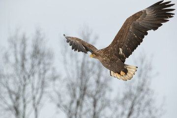 A beautiful white-tailed eagle flying against the background of the sky and tree crowns