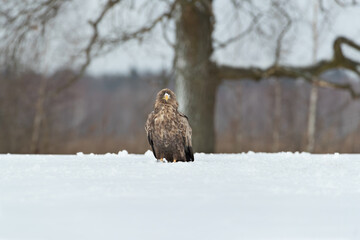 Funny white tailed eagle with snow on its beak sitting in the snow under an old oak tree