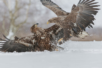 A young white-tailed eagle with spread wings being attacked furiously by an old white-tailed eagle in a winter scenery