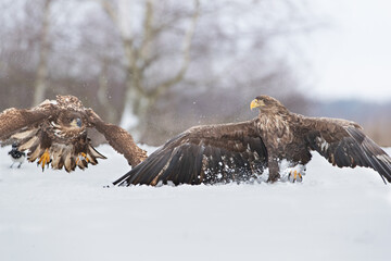 Two white tailed eagles with spread wings in a meadow in winter scenery