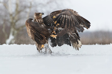 A young white tailed eagle being furiously attacked by an old white tailed eagle in a winter...