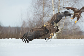 A beautiful old white-tailed eagle, chased by another white-tailed eagle, lands in a meadow
