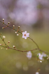 blossom