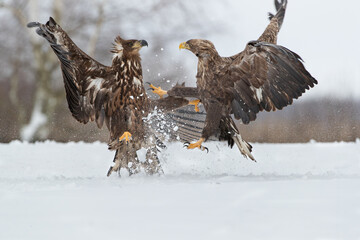 A young white tailed eagle being furiously attacked by an old white tailed eagle in a winter scenery in clouds of snow
