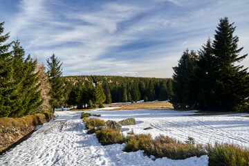 Fototapeta na wymiar Snow-covered glade and coniferous forest in winter in the Jizera Mountains