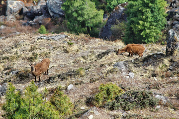 Mountain goats grazing near the village of Phakding in Nepal on the Everest base camp trail