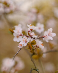 tree blossom