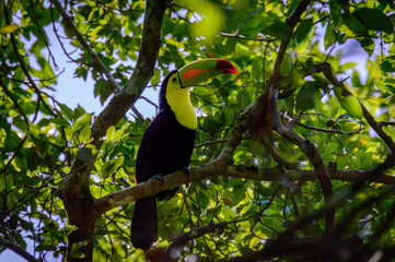 Wild Keel Billed Toucan, Ramphastos sulfuratus, Sitting in Tree Campeche, Mexico © Robert Briggs
