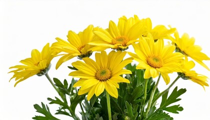 beautiful yellow daisy marguerite in side view isolated on white background including clipping path