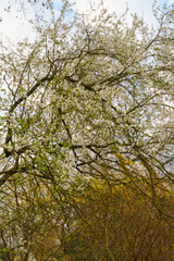 trees in the park