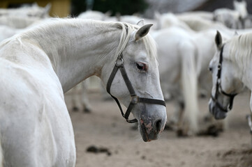 Obraz premium Lipizzaner stud farm in Piber in Styria