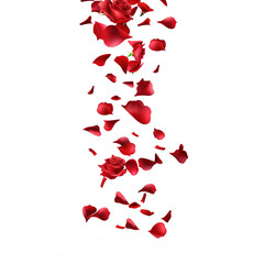 Red rose petals isolated on white background. Decorated for love greetings