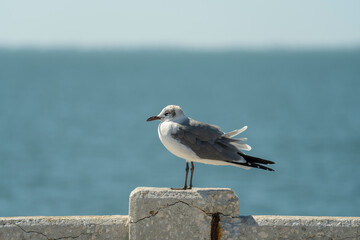 Wild seagull water bird perching on harbor railing in Florida. Wildlife in Southern USA