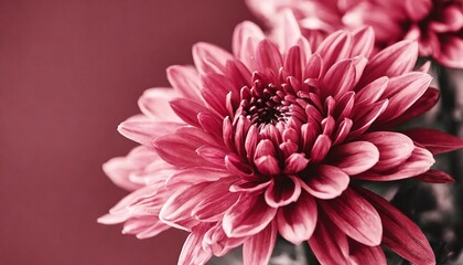 trendy color of year 2023 viva magenta chrysanthemum close up toned in color of the 2023 fashion color palette sample