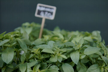 basil for sale in florist's shops