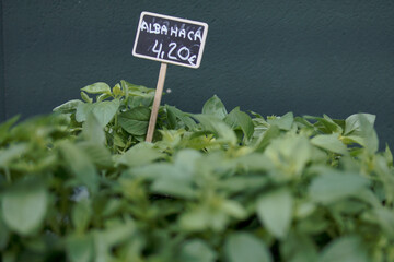 basil for sale in florist's shop with price marker
