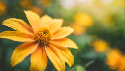 closeup of nature yellow and orange flower on blurred background under sunlight with bokeh and copy space using as background natural plants landscape ecology cover page concept