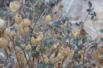 Physalis Crassifolia, a native herb displaying tan husks enclosing berry fruit, Winter in the Borrego Valley Desert.