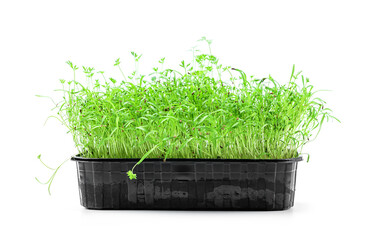 Germinated microgreens sprouts in the soil in plastic container isolated on white background. Micro...