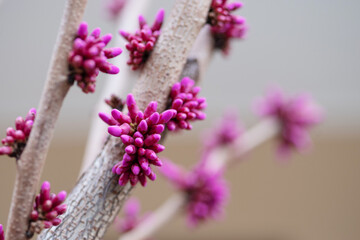 Blooming tree with pink flowers of Cercis europaea, Judas tree (Cercis-siliquastrum) close-up in spring, soft selective focus