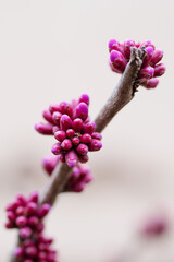 Blooming tree with pink flowers of Cercis europaea, Judas tree (Cercis-siliquastrum) close-up in spring, soft selective focus