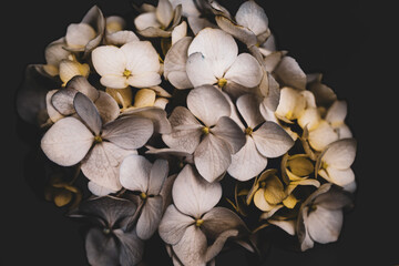 Hydrangea flower on a dark background close-up, soft selective focus. Delicate floral background,...
