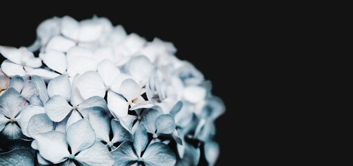 Hydrangea flower on a dark background close-up, soft selective focus. Delicate floral background, banner