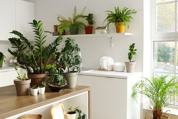 Fototapeta na wymiar Green plants on table in modern kitchen