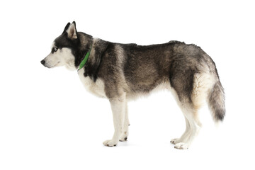 Adorable Husky dog on white background