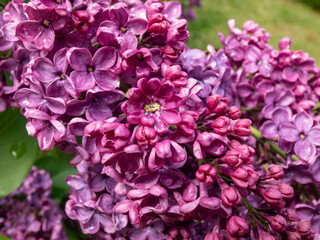 Fototapeta premium Award-winning Common Lilac (Syringa vulgaris) 'Andenken an Ludwig Spath' blooming with slender panicles packed with amazingly fragrant, single, wine-red flowers in spring