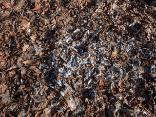 View of grey and white bird feathers on the forest ground covered with autumn leaves, bird prey eaten by the big predatory bird. Feeding scenery of a bird of prey with plucked feathers