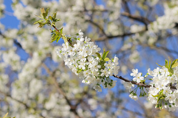Obraz premium branch of blooming cherry blossom flower on blue sky background. Flora pattern texture, Nature floral background. Selective focus, copy space
